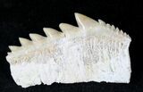 Fossil Cow Shark (Notorynchus) Tooth - Morocco #19793-1